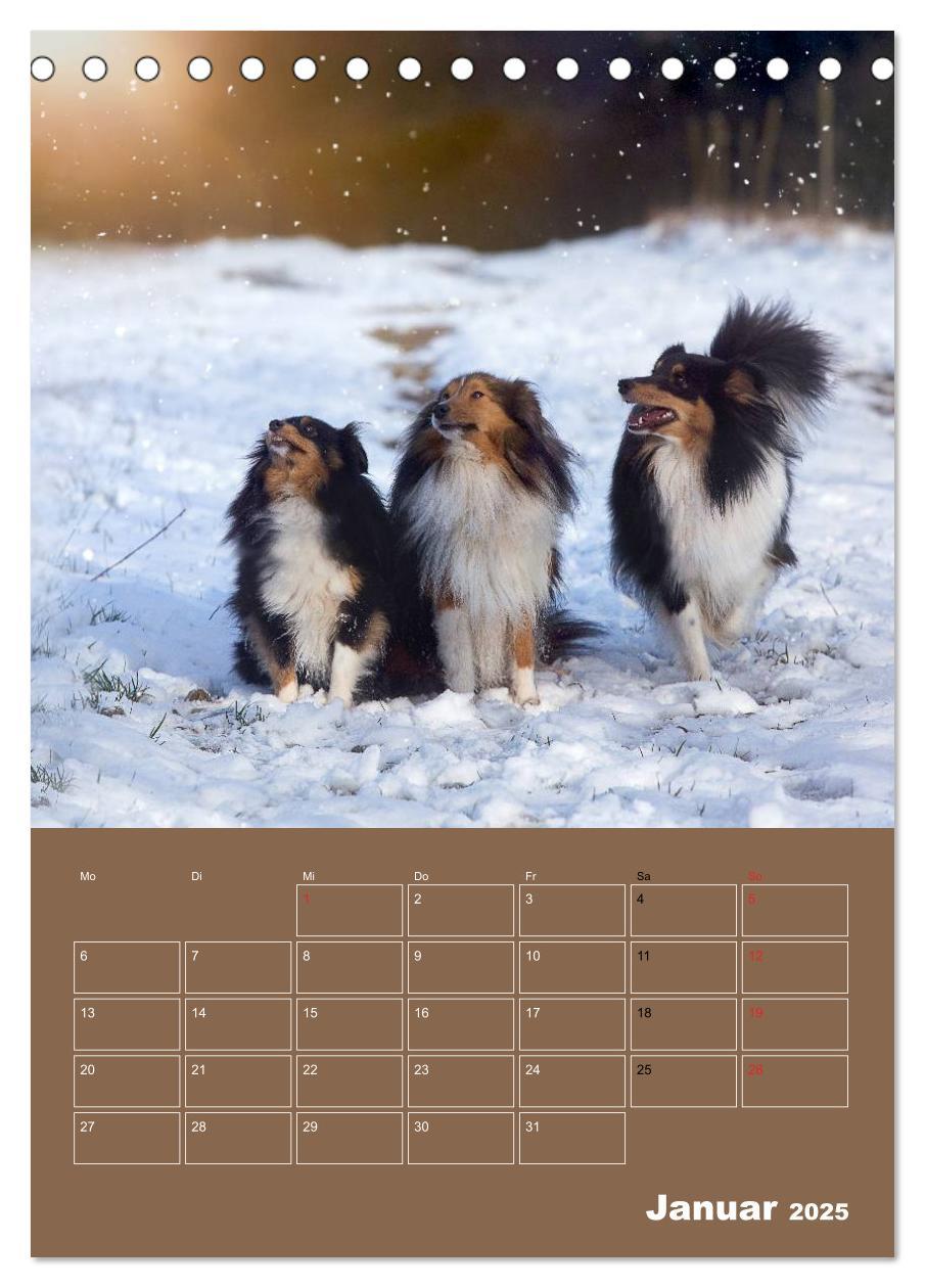 Bild: 9783457011997 | SHELTIES Herzensbrecher auf 4 Pfoten (Tischkalender 2025 DIN A5...