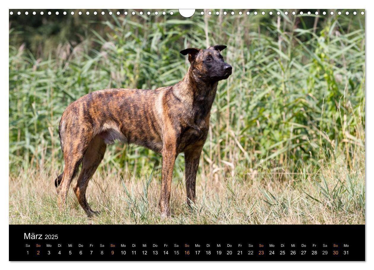 Bild: 9783435687244 | Holländischer Schäferhund (Wandkalender 2025 DIN A3 quer), CALVENDO...