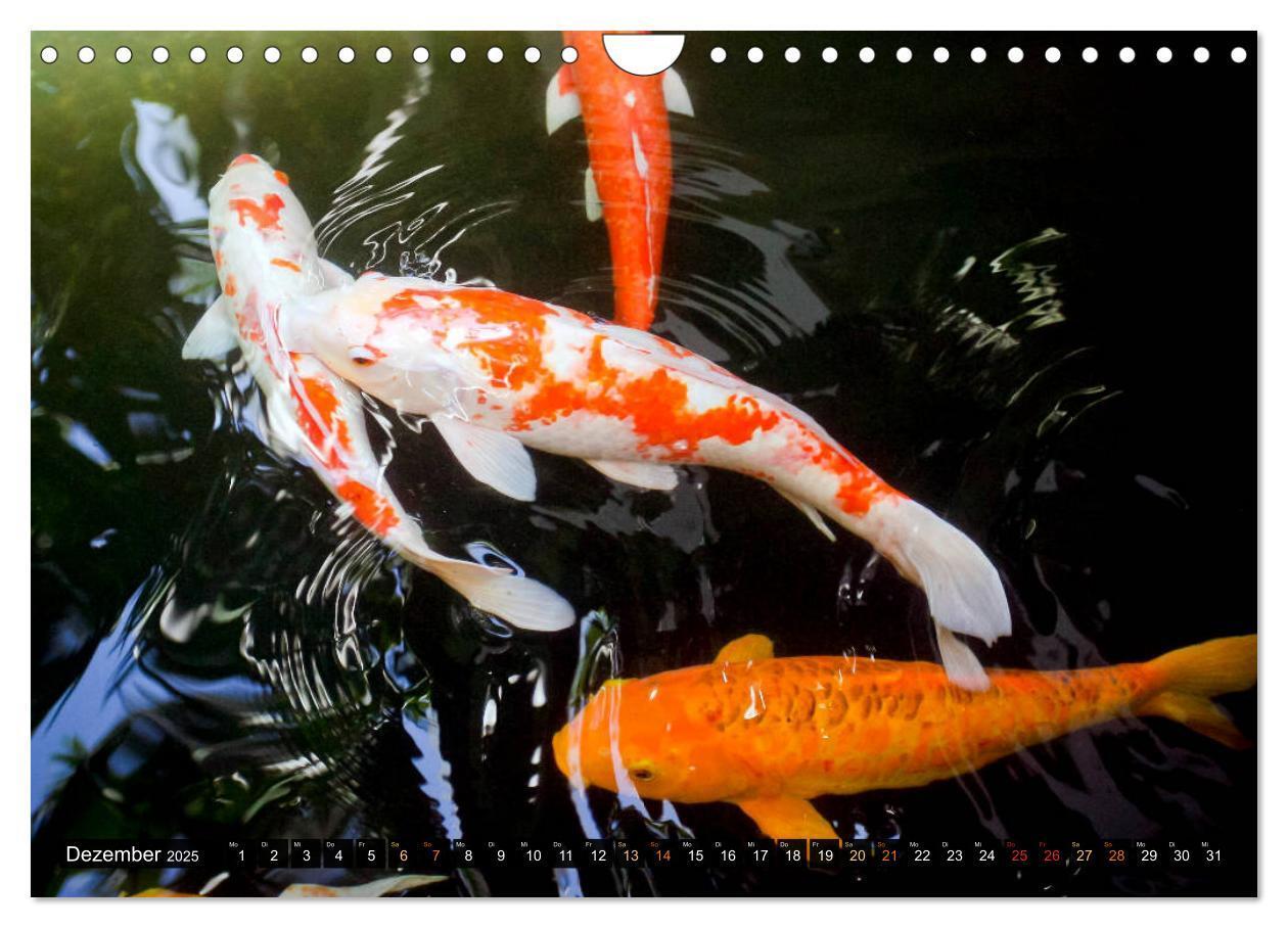 Bild: 9783435129553 | Koi: Juwelen im Teich (Wandkalender 2025 DIN A4 quer), CALVENDO...