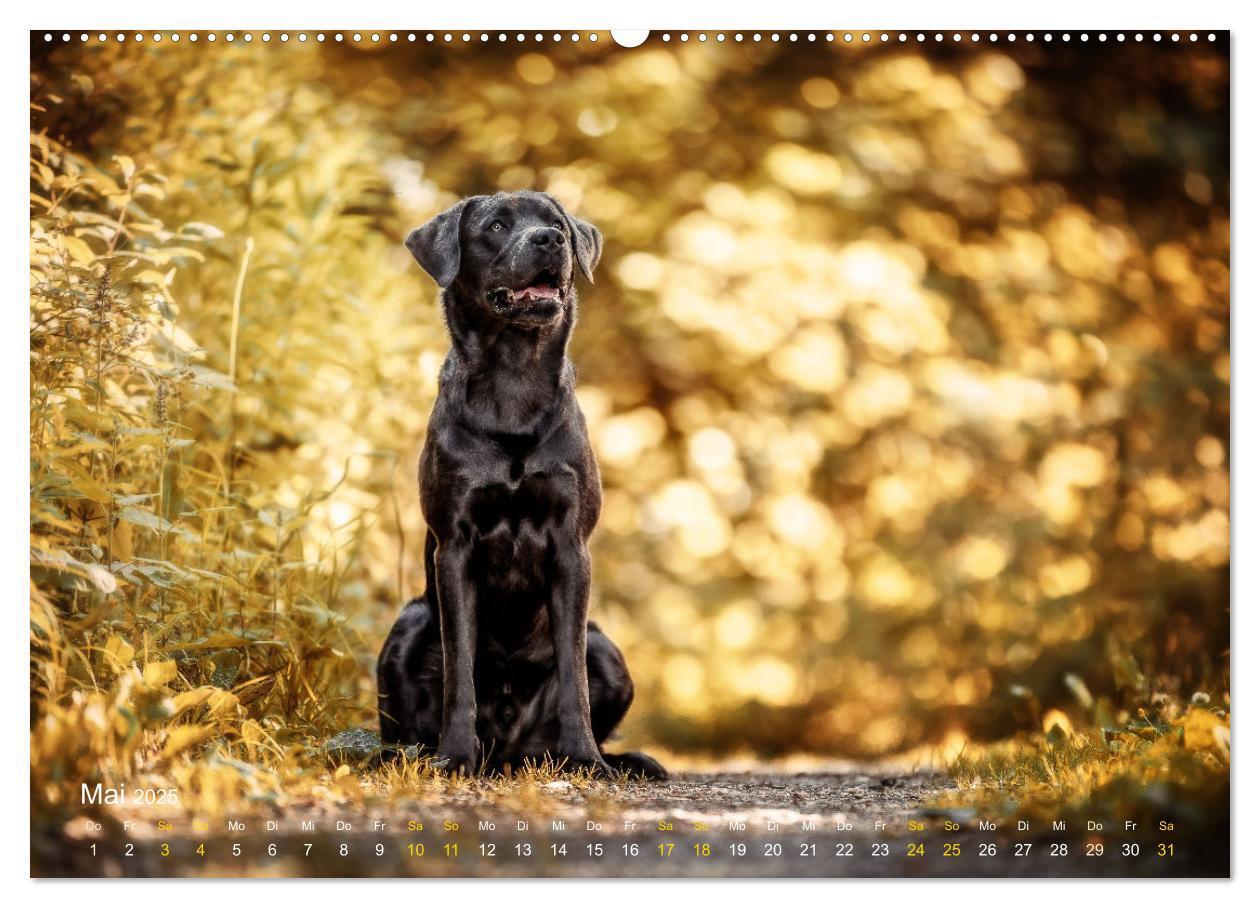 Bild: 9783435017843 | Verzauberung Labrador Retriever 2025 (Wandkalender 2025 DIN A2...