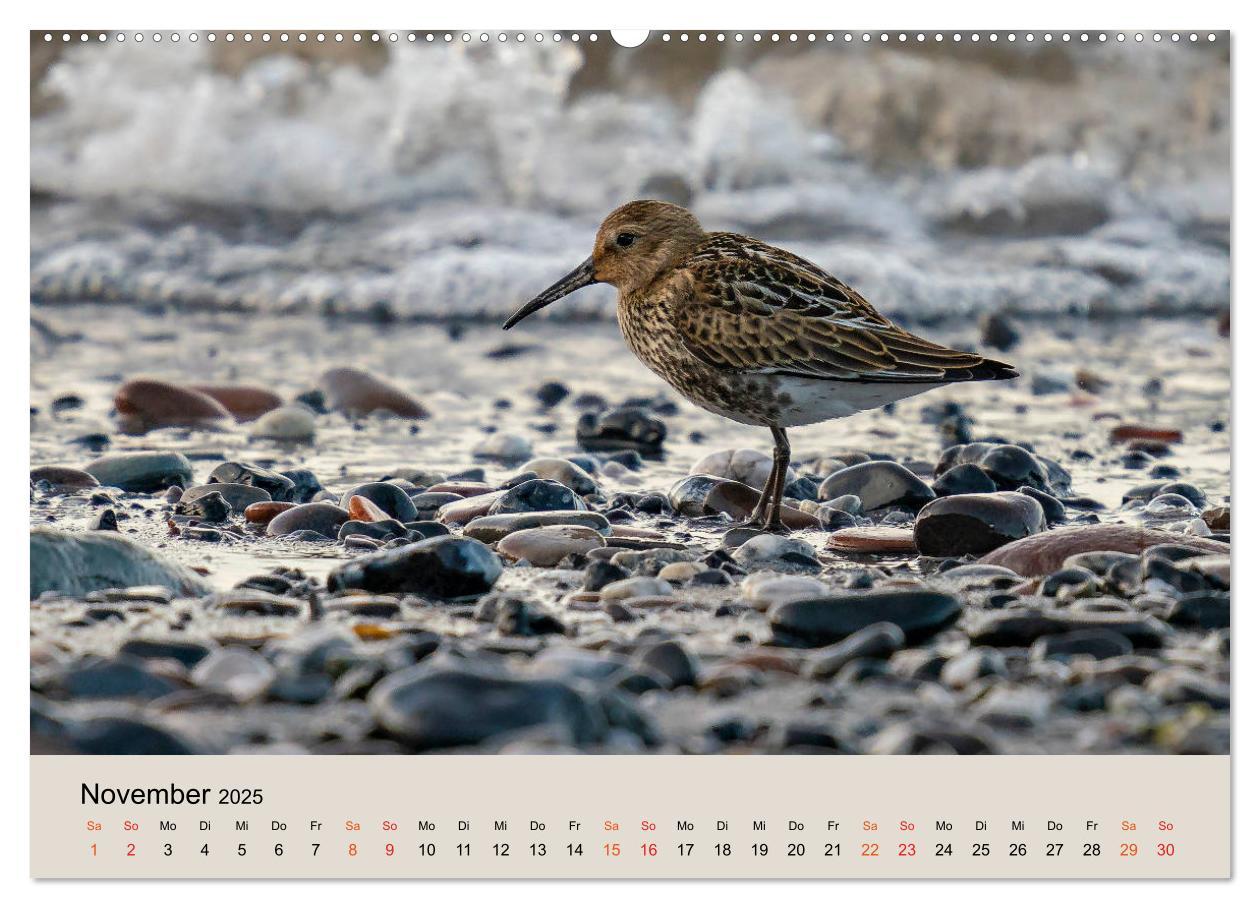 Bild: 9783435118182 | Limikolen - Watvögel am norddeutschen Wattenmeer (Wandkalender 2025...