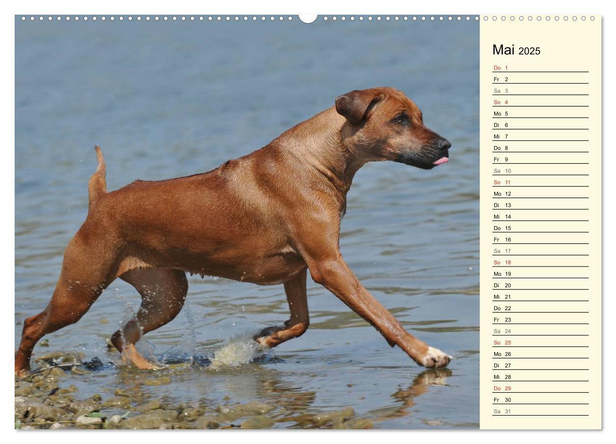 Bild: 9783435540570 | Rhodesian Ridgeback 2025 (Wandkalender 2025 DIN A2 quer), CALVENDO...