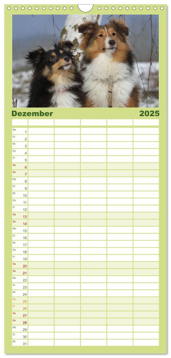 Bild: 9783457118955 | Familienplaner 2025 - Shelties 2025 mit 5 Spalten (Wandkalender, 21...