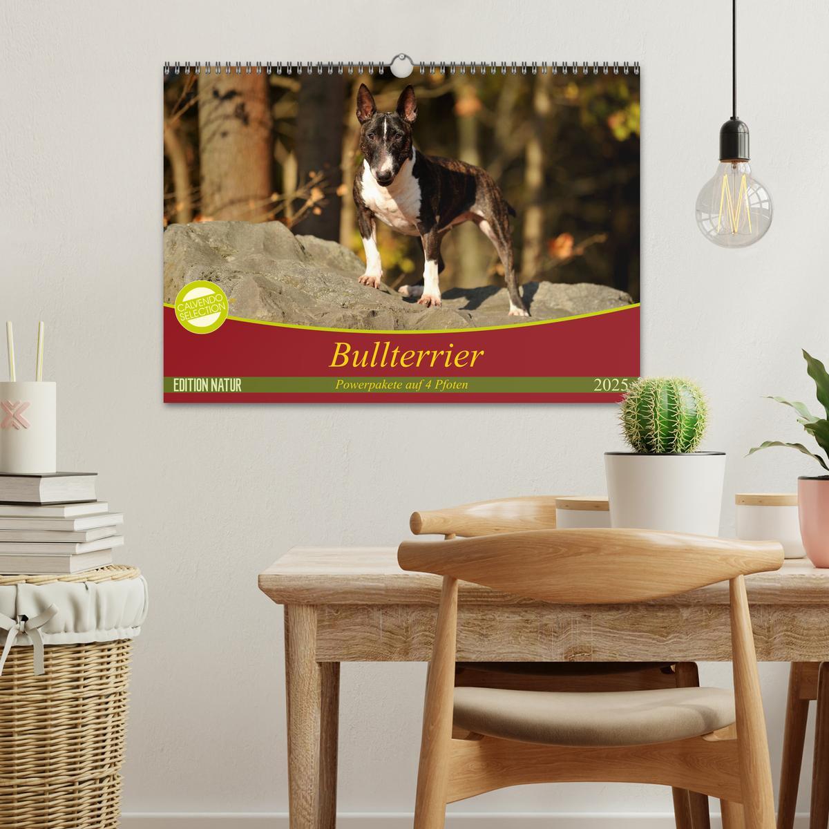 Bild: 9783435405404 | Bullterrier, Powerpakete auf 4 Pfoten (Wandkalender 2025 DIN A3...