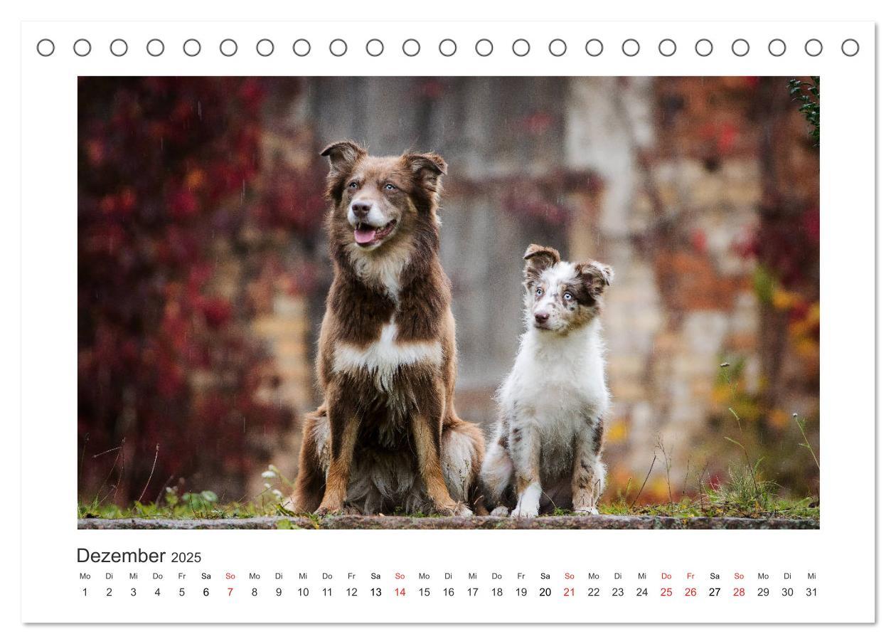 Bild: 9783435179954 | Herzensaussies - Australian Shepherd (Tischkalender 2025 DIN A5...