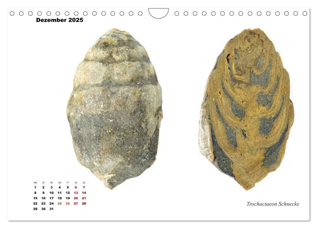 Bild: 9783435254590 | Fossilien - Ammoniten, Trilobiten, Erdgeschichte (Wandkalender 2025...