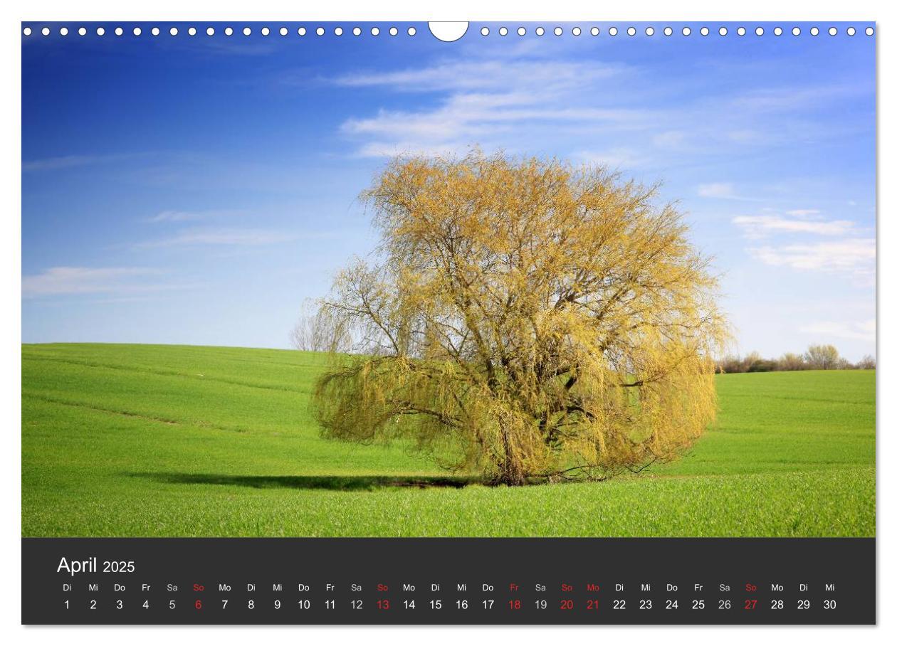 Bild: 9783435780174 | Mecklenburg-Vorpommern (Wandkalender 2025 DIN A3 quer), CALVENDO...