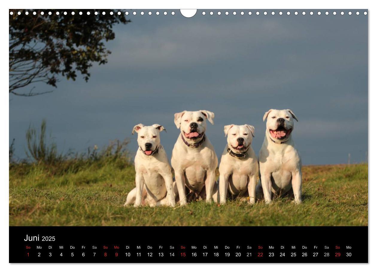 Bild: 9783435656240 | American Bulldog - stolz, loyal, einzigartig (Wandkalender 2025 DIN...