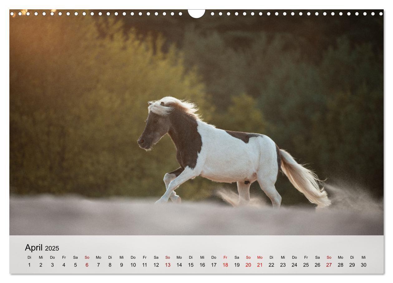 Bild: 9783435104772 | Pferde 2025 Kraft und Anmut (Wandkalender 2025 DIN A3 quer),...