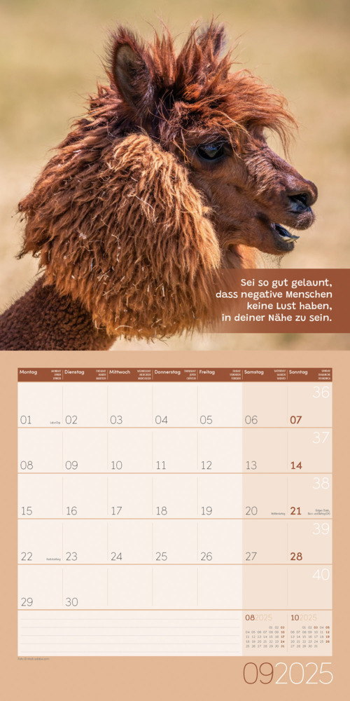 Bild: 9783838445274 | No Drama, Lama! Kalender 2025 - 30x30 | Ackermann Kunstverlag | 28 S.