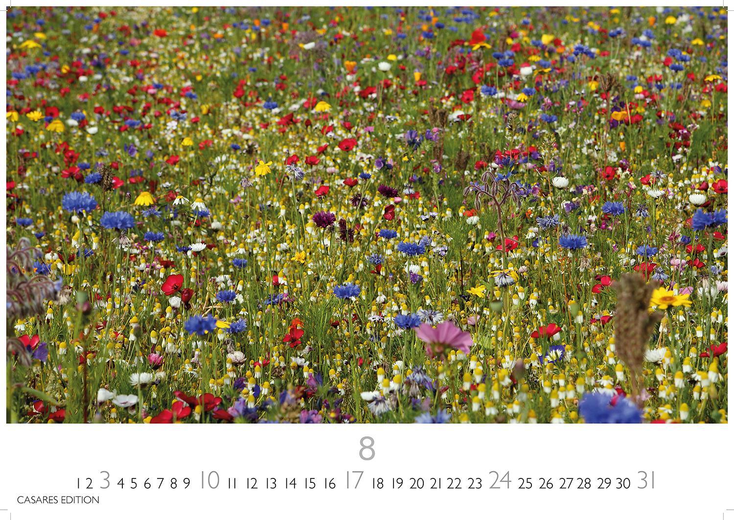 Bild: 9781835242186 | Blumenwiese 2025 L 35x50cm | Kalender | 14 S. | Deutsch | 2025