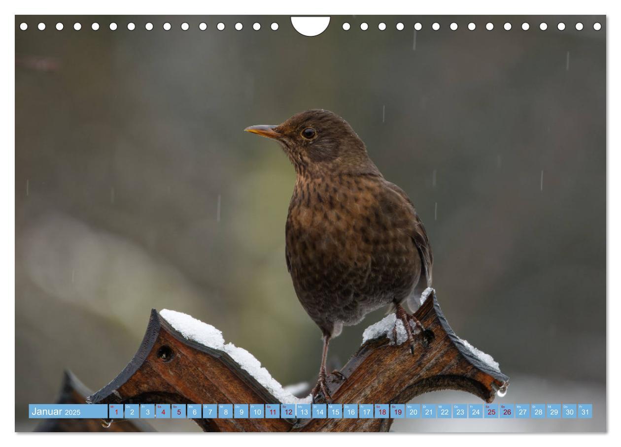 Bild: 9783435026302 | Amsel - Schwarzdrossel fotografiert von Ostfriesenfotografie...