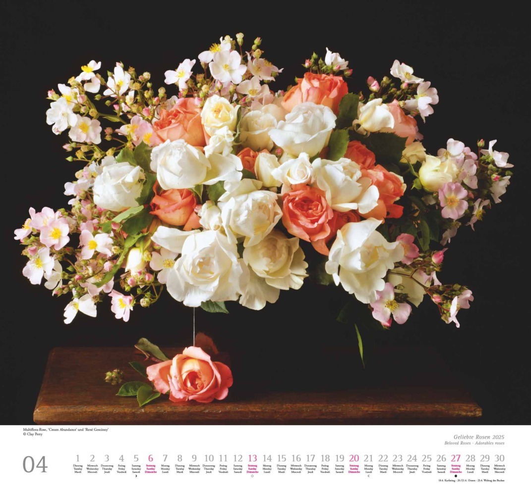 Bild: 4250809653082 | DUMONT - Geliebte Rosen 2025 Wandkalender, 30x30cm, Kalender mit...