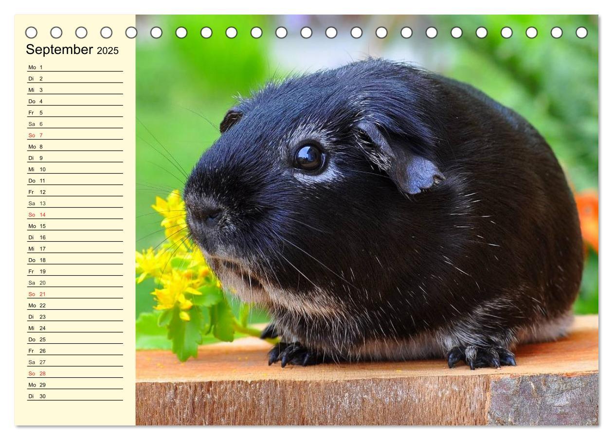 Bild: 9783435508457 | Meerschweinchen. Geliebte Nager (Tischkalender 2025 DIN A5 quer),...