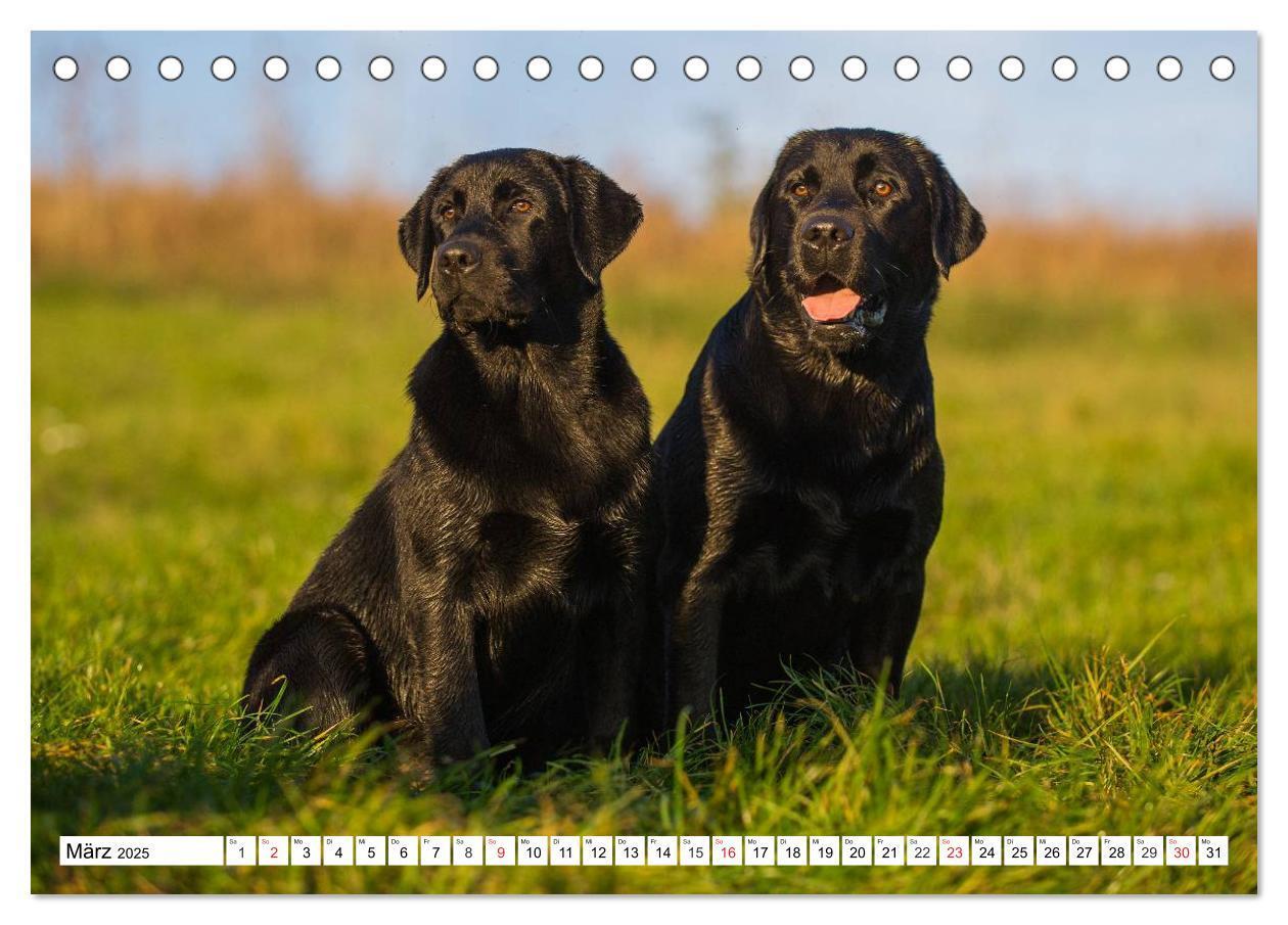 Bild: 9783435563982 | Labrador Retriever - Freunde für´s Leben (Tischkalender 2025 DIN A5...