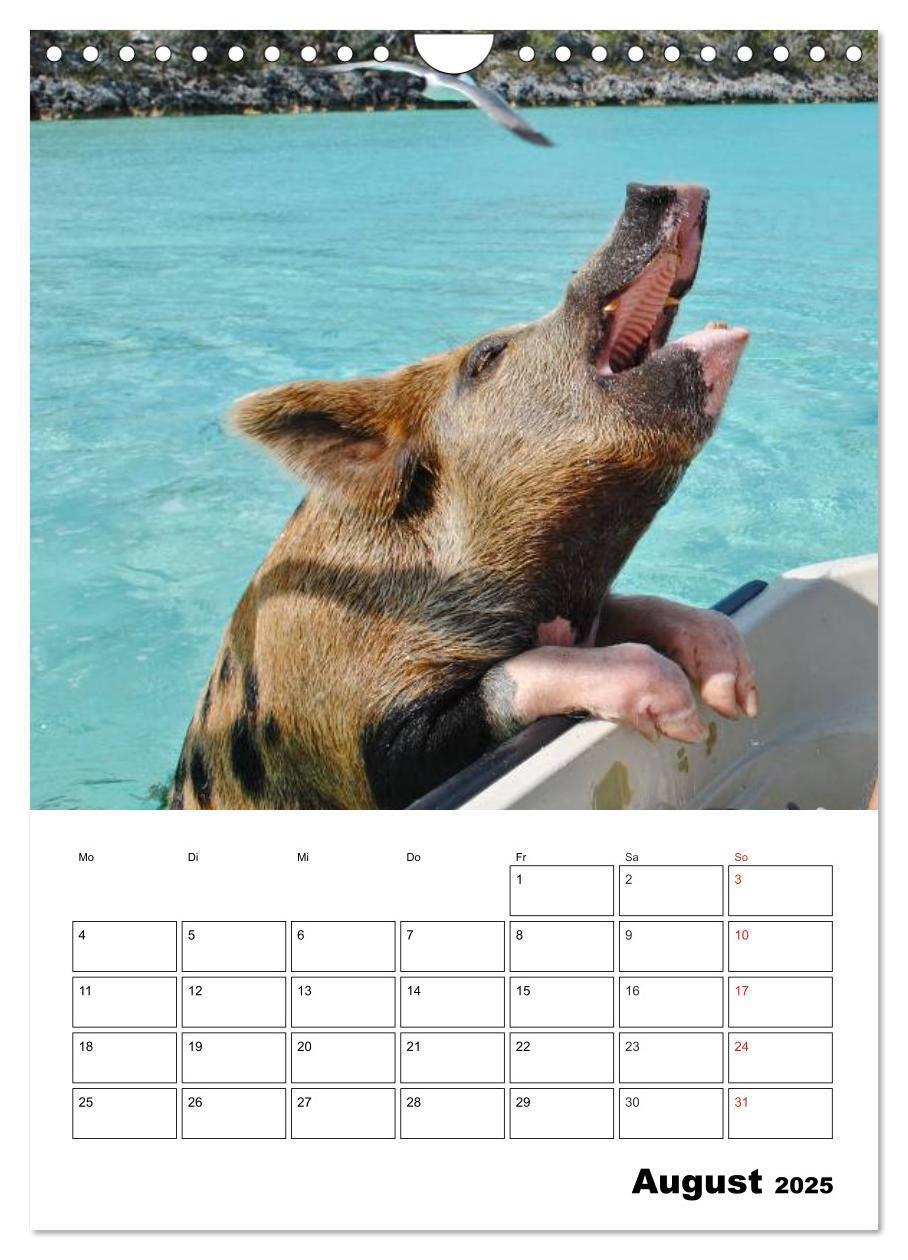 Bild: 9783457024799 | Schweine auf den Bahamas! (Wandkalender 2025 DIN A4 hoch), CALVENDO...