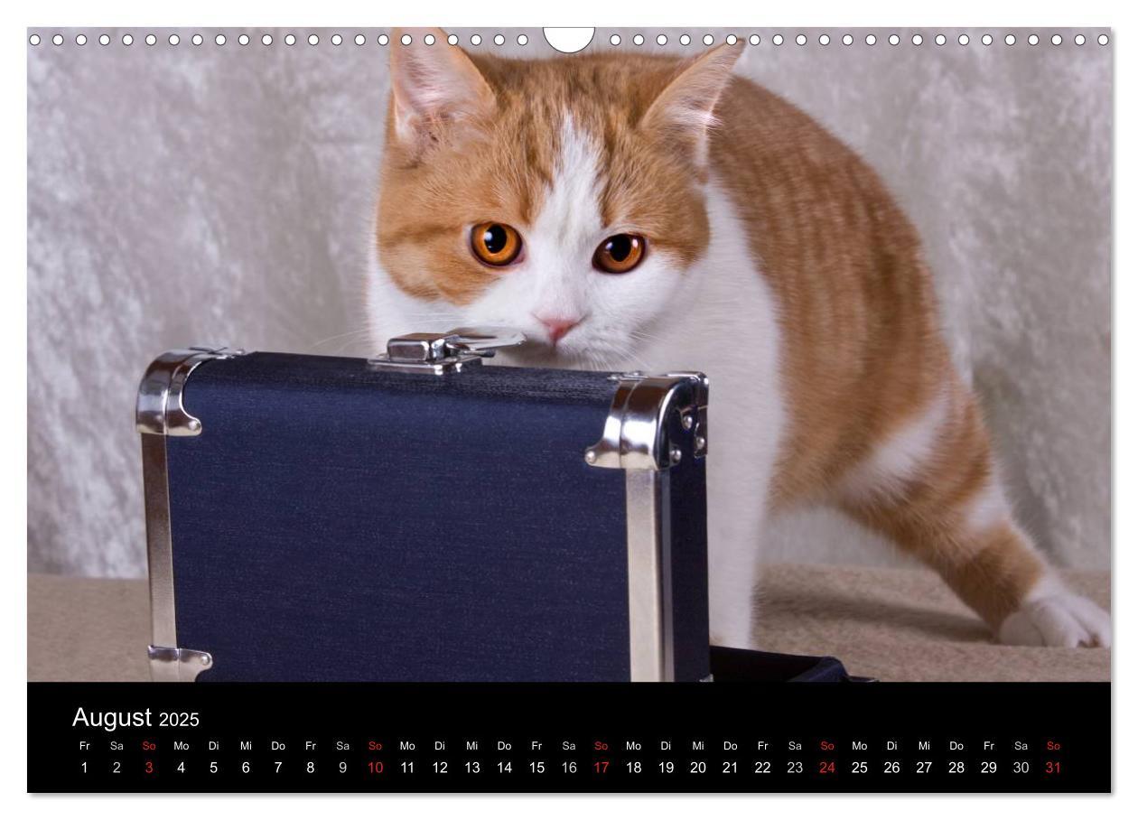 Bild: 9783435833597 | Britisch Kurzhaar Katzen (Wandkalender 2025 DIN A3 quer), CALVENDO...