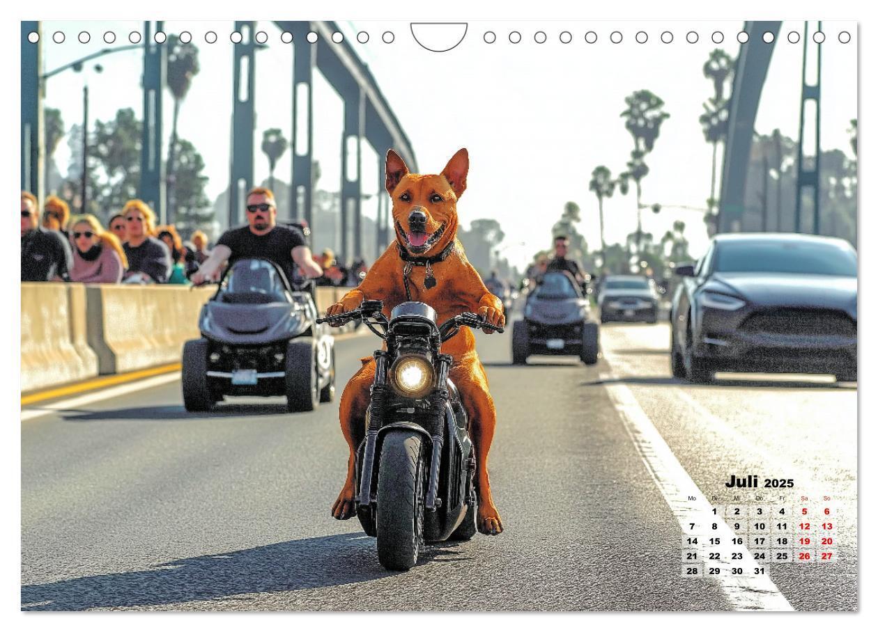 Bild: 9783457211748 | Süße Hunde cruisen - durch das Jahr mit dem Hundekalender...