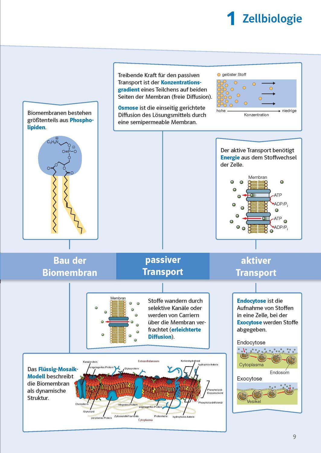 Bild: 9783129496725 | Sicher im Abi Oberstufen-Wissen Biologie | Komplett und ausführlich