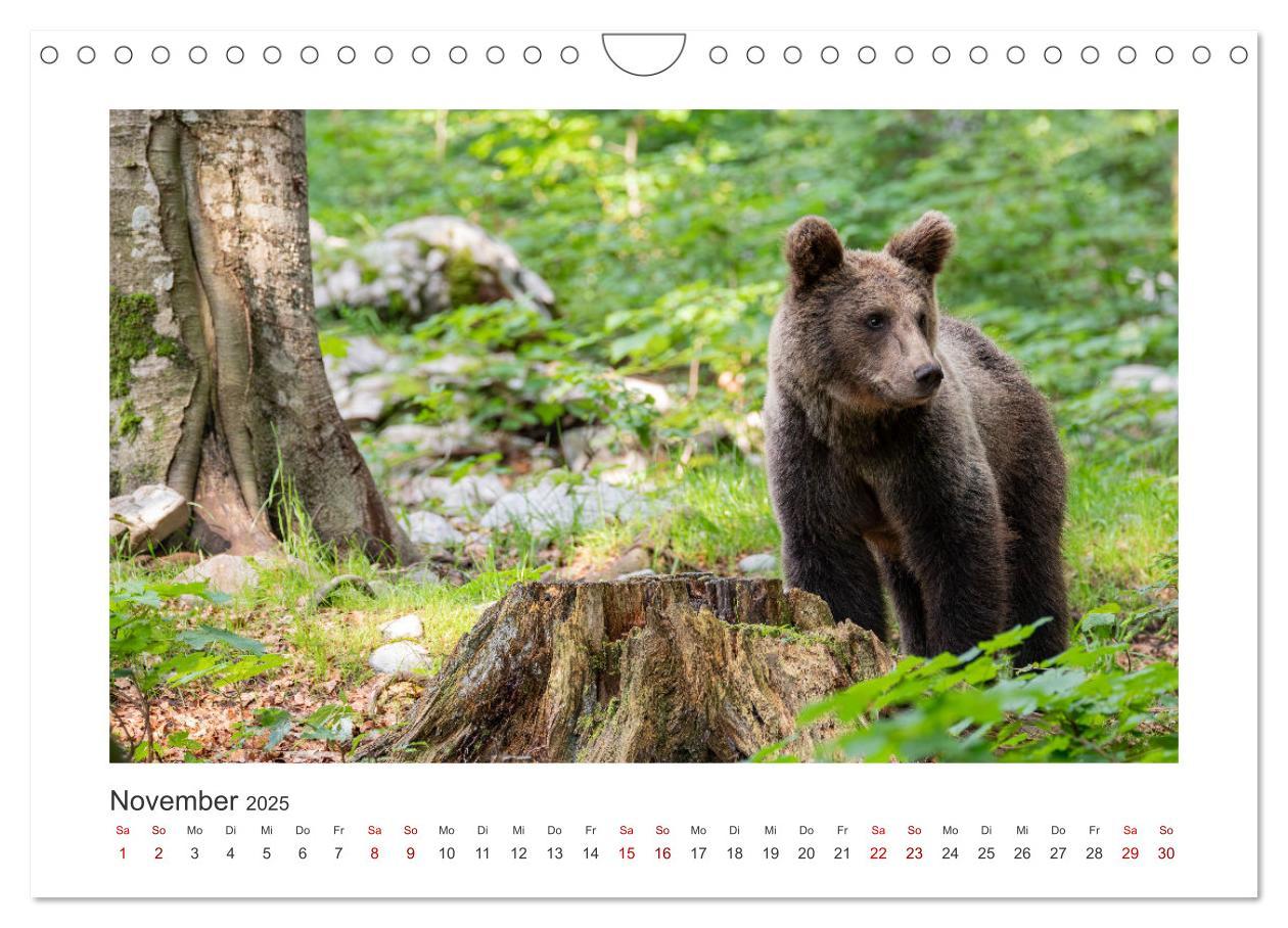 Bild: 9783383848100 | Slowenien - Wilde Bären und zauberhafte Natur (Wandkalender 2025...