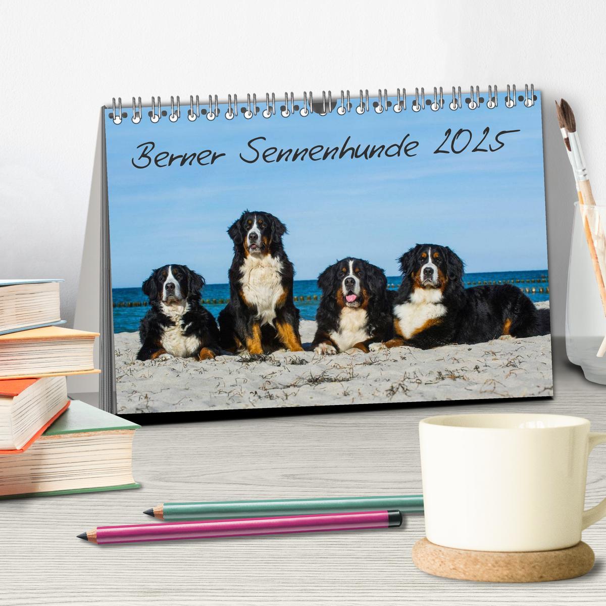 Bild: 9783435769643 | Berner Sennenhund 2025 (Tischkalender 2025 DIN A5 quer), CALVENDO...