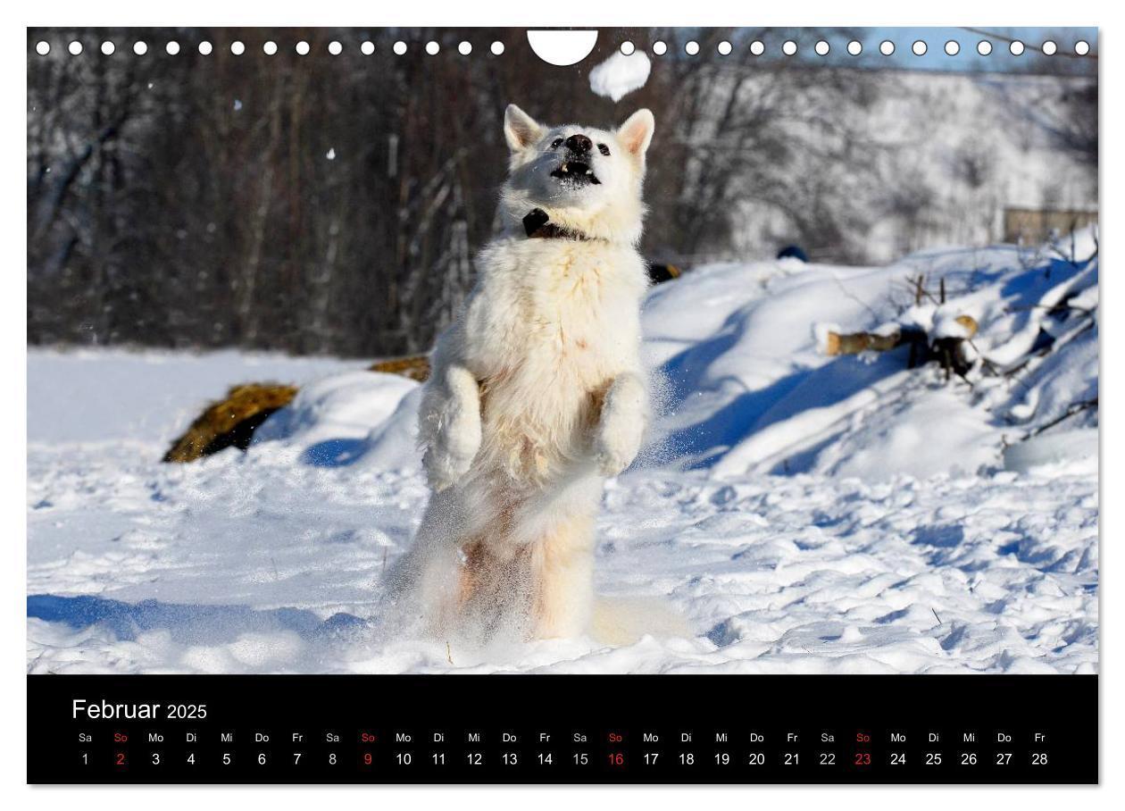 Bild: 9783435765928 | Weißer Schweizer Schäferhund (Wandkalender 2025 DIN A4 quer),...