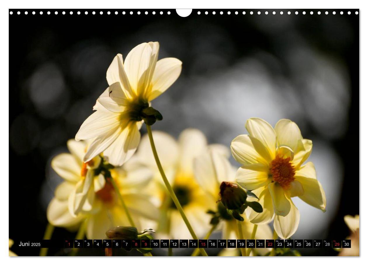 Bild: 9783435663651 | Dahlia - Dahlien (Wandkalender 2025 DIN A3 quer), CALVENDO...