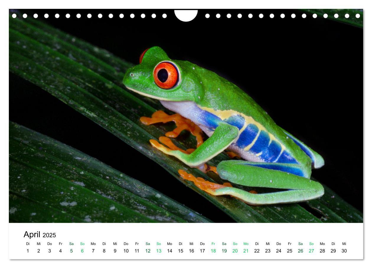 Bild: 9783383980756 | Costa Rica - Tropische Tierwelt (Wandkalender 2025 DIN A4 quer),...