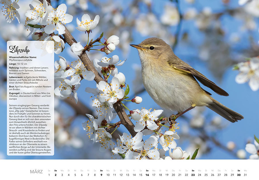 Bild: 9783966648370 | Unsere Gartenvögel Kalender 2025 | Kalender | Spiralbindung | 14 S.