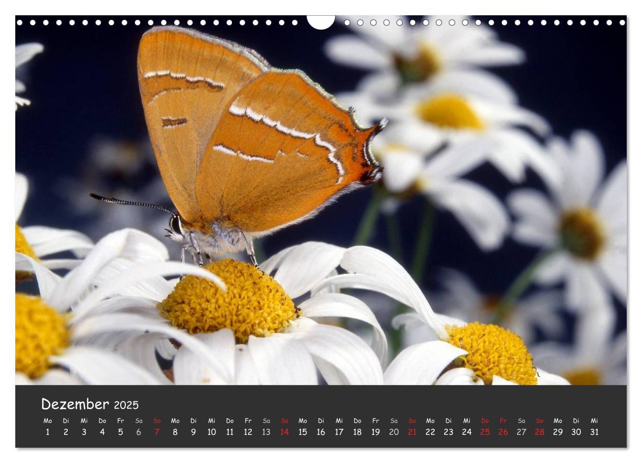 Bild: 9783435705894 | Wunderschöne Schmetterlinge (Wandkalender 2025 DIN A3 quer),...