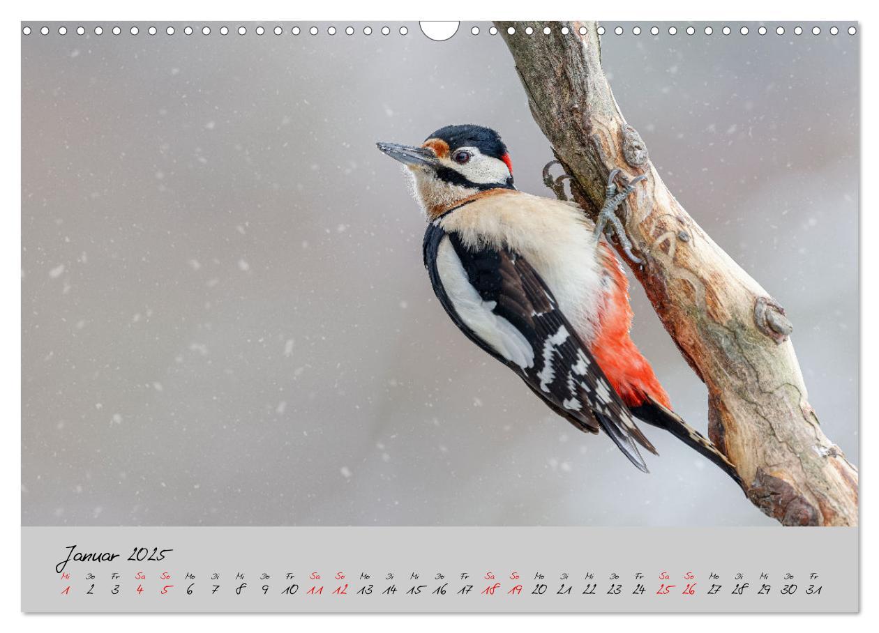 Bild: 9783435066049 | Bunte Vögel am Futterplatz (Wandkalender 2025 DIN A3 quer),...