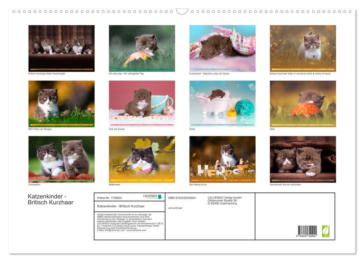 Bild: 9783435340941 | Katzenkinder - Britisch Kurzhaar (Wandkalender 2025 DIN A2 quer),...