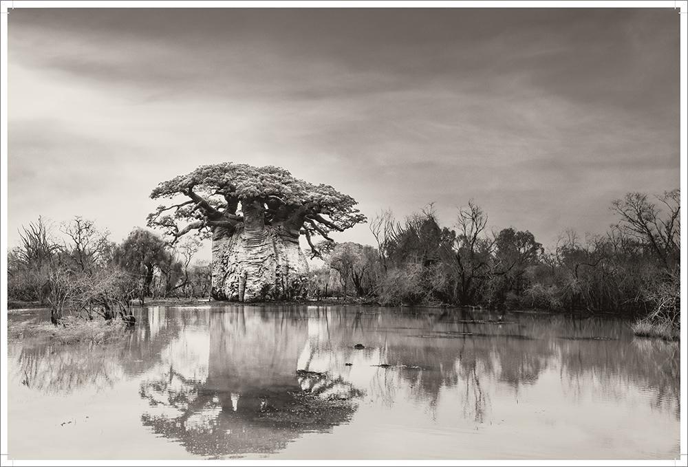 Bild: 9783945543498 | BAOBAB: Meine Reise zu den ältesten Lebewesen und Waldwächtern | Buch