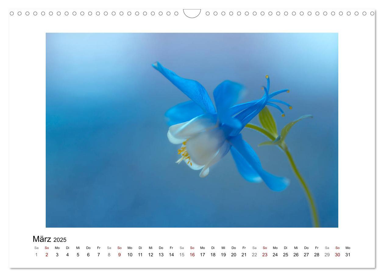 Bild: 9783435300945 | Blauer Blütentraum (Wandkalender 2025 DIN A3 quer), CALVENDO...