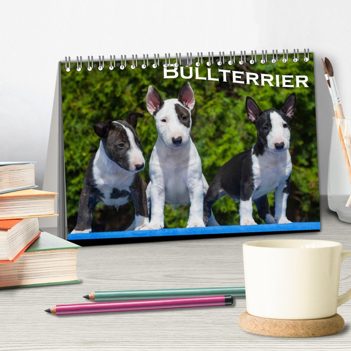 Bild: 9783435767694 | Bullterrier (Tischkalender 2025 DIN A5 quer), CALVENDO Monatskalender