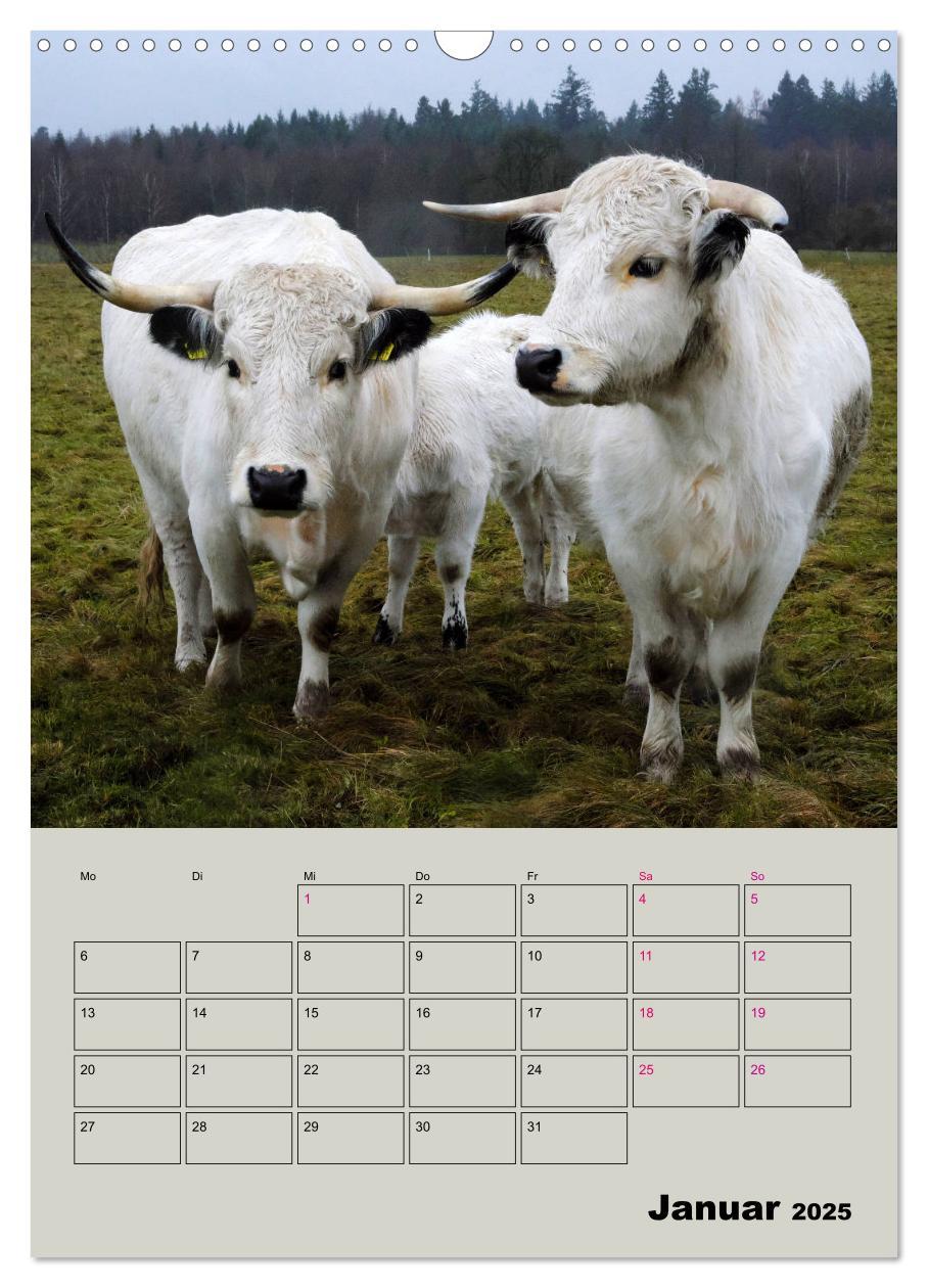 Bild: 9783435970049 | Kuhportraits Hornkühe (Wandkalender 2025 DIN A3 hoch), CALVENDO...