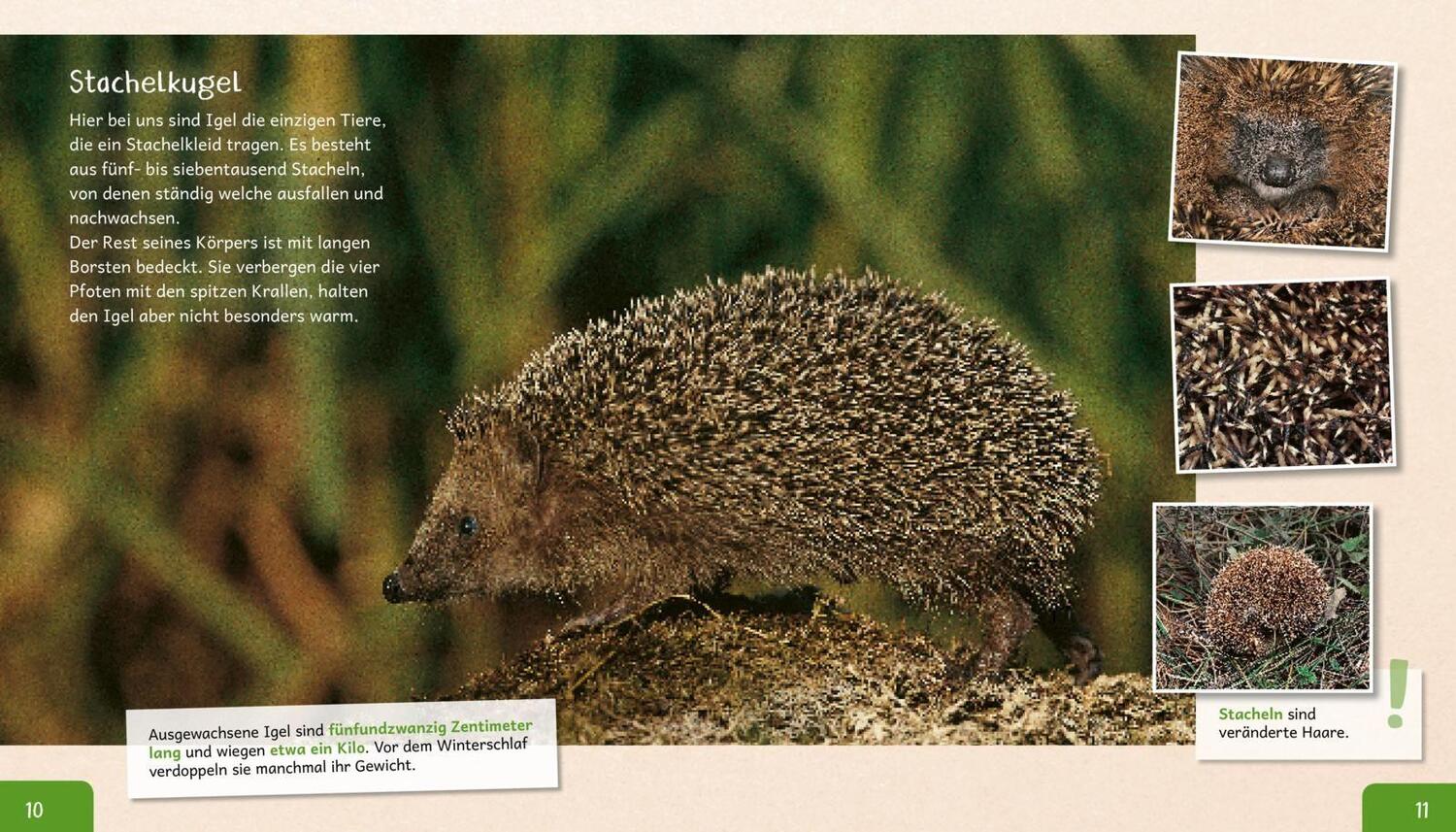 Bild: 9783480235735 | Meine große Tierbibliothek: Der Igel | Valérie Tracqui | Buch | 32 S.