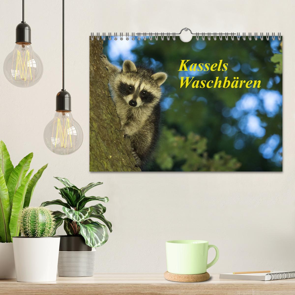 Bild: 9783435177028 | Kassels Waschbären (Wandkalender 2025 DIN A4 quer), CALVENDO...