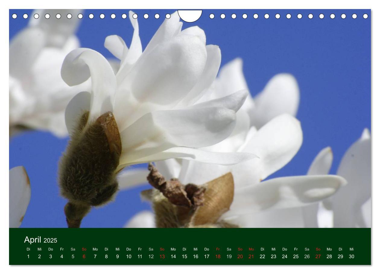 Bild: 9783435663613 | Blumen und Blüten (Wandkalender 2025 DIN A4 quer), CALVENDO...