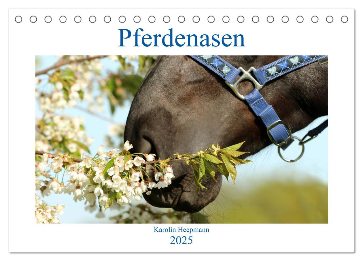 Cover: 9783435117185 | Pferdenasen (Tischkalender 2025 DIN A5 quer), CALVENDO Monatskalender