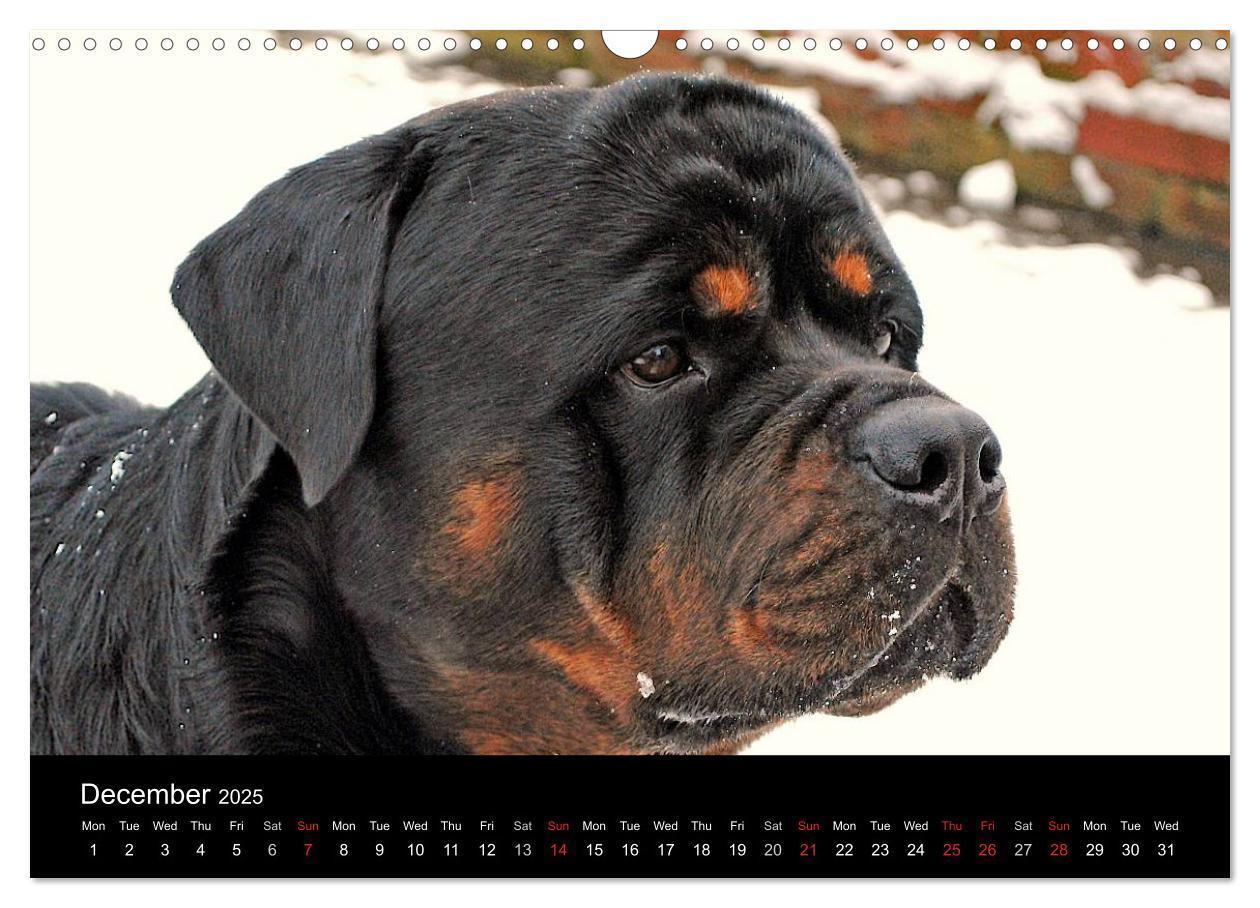 Bild: 9781325956319 | Rottweiler Portait Shots 2025 (Wall Calendar 2025 DIN A3...