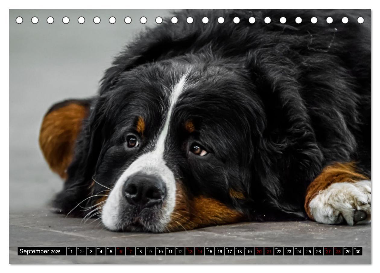 Bild: 9783457182666 | Berner Sennenhunde - Faszinierende Herzensbrecher (Tischkalender...