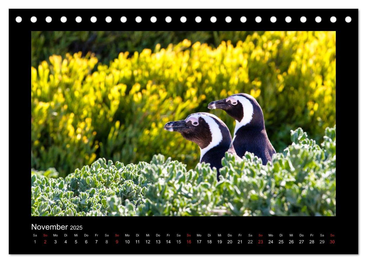 Bild: 9783435713264 | Südafrika - Garden Route (Tischkalender 2025 DIN A5 quer), CALVENDO...