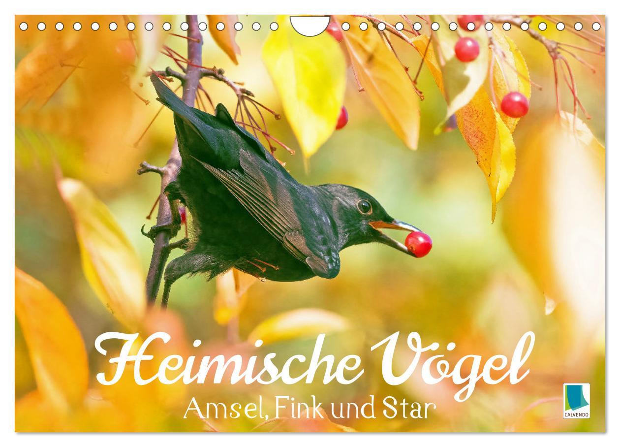 Cover: 9783383850691 | Amsel, Fink und Star: Heimische Vögel (Wandkalender 2025 DIN A4...