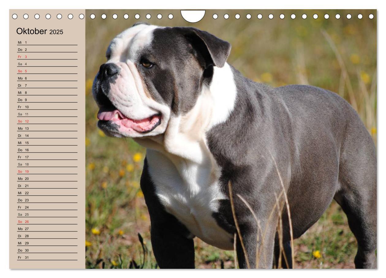 Bild: 9783435535347 | Faszination Bulldogge (Wandkalender 2025 DIN A4 quer), CALVENDO...