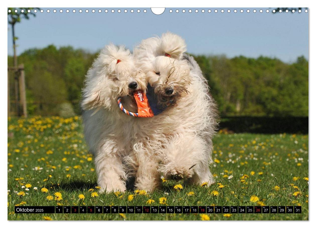 Bild: 9783435571680 | Traumhund Bobtail (Wandkalender 2025 DIN A3 quer), CALVENDO...