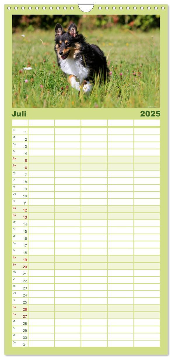 Bild: 9783457118955 | Familienplaner 2025 - Shelties 2025 mit 5 Spalten (Wandkalender, 21...