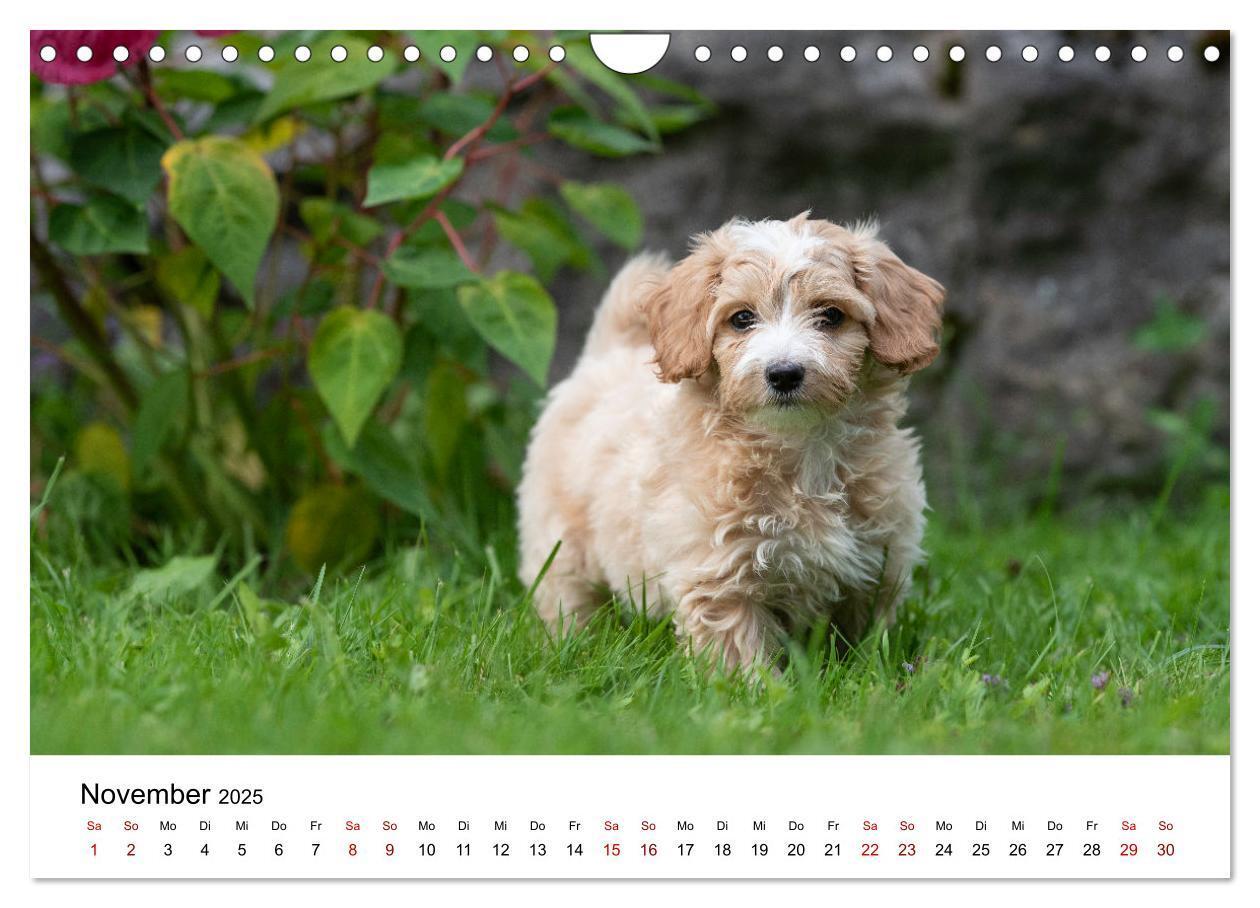 Bild: 9783435038350 | Maltipoo Welpen (Wandkalender 2025 DIN A4 quer), CALVENDO...