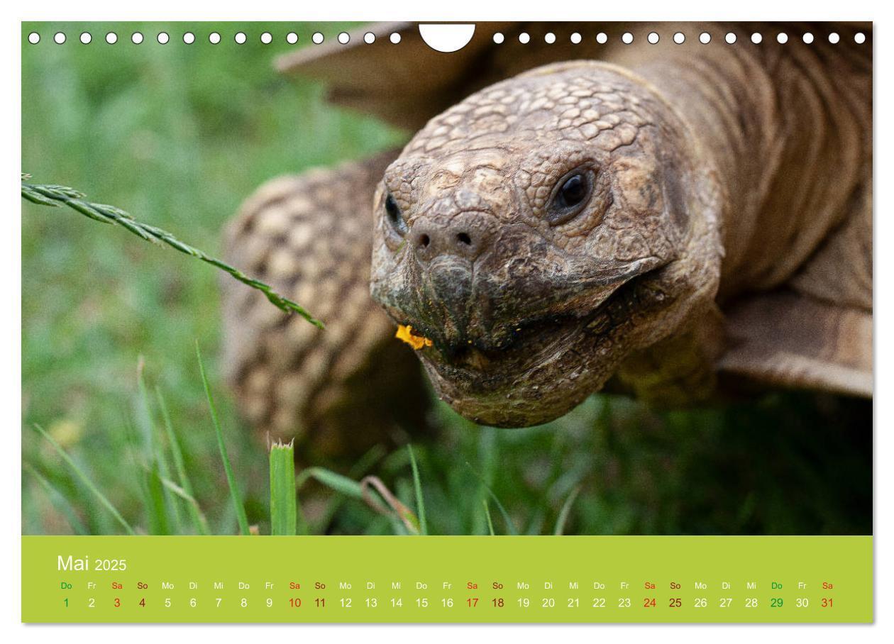 Bild: 9783435315895 | Meine Schildkröten (Wandkalender 2025 DIN A4 quer), CALVENDO...