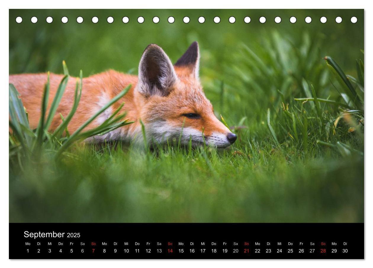 Bild: 9783435560011 | Joni, der kleine Fuchs (Tischkalender 2025 DIN A5 quer), CALVENDO...